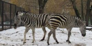 International Zebra Day