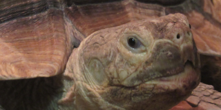 The world's largest continental tortoise and its neighbors