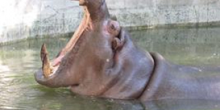 Mykolaiv Zoo congratulates its January birthday animals