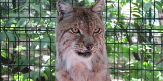 International Lynx Day
