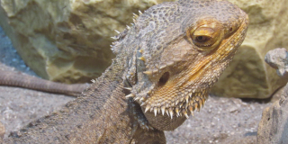 Animals that are the symbols of the New Year 2024