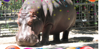Birthday of a hippopotamus named Kazymyr