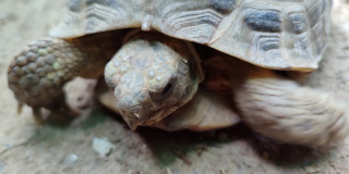 World Turtle Day