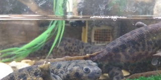 Amphibians Awareness Week
