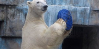 Habitat enrichment