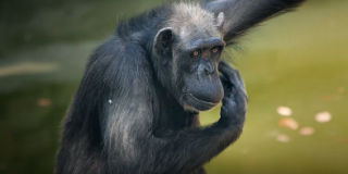 Top long-lived animals of Mykolaiv Zoo