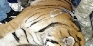  Sending Siberian tiger