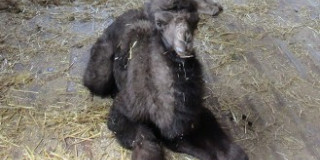  Birth of a camel
