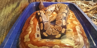 Symbol of 2025 - green wooden snake