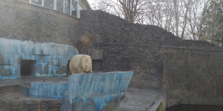 International Polar Bear Day