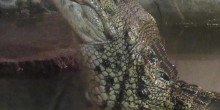 World Croc Day