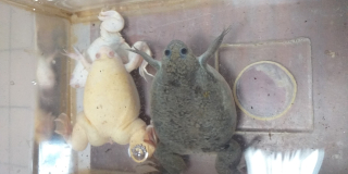 Amphibians Awareness Week