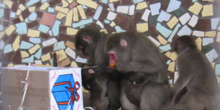 World Monkey Day