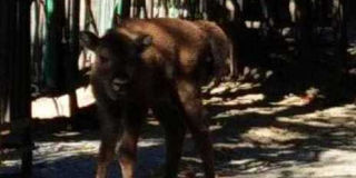  Birth of a bison