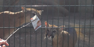Enrichment of feline habitat