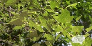 Iron tree