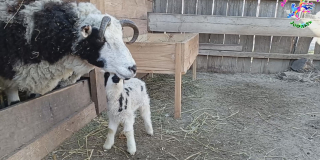 The birth of calves