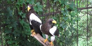 Sea Eagles Protection Day 