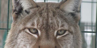 International Lynx Day