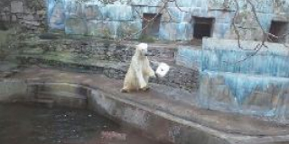 Birthday of polar bears