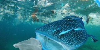 International Day for the Elimination of Plastic Bags
