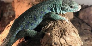  World lizard day