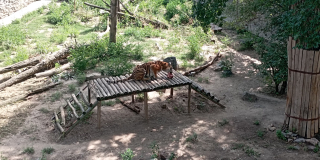 Tiger Day