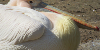 Our great white pelicans