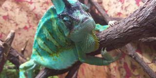 Animals that are the symbols of the New Year 2024