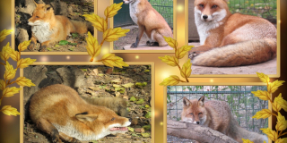 Fox Day
