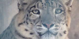 International Snow Leopard Day