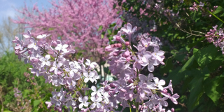 A kaleidoscope of incredible beauty