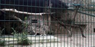 Snow Leopard Male