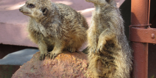 Meerkats 