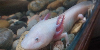 Amphibians Awareness Week