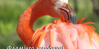 International Birds Day