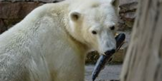 The birthday of polar bear Smetanka