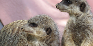 Demonstrative feeding