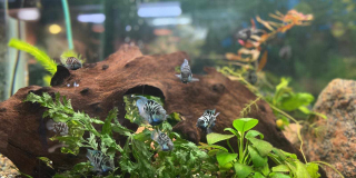 Our aquariums