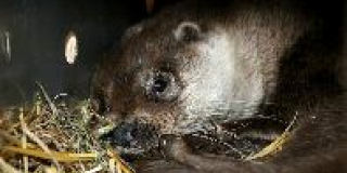  Sending otters