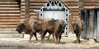 Departure of a male bison