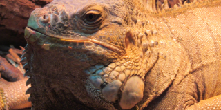 Animals that are the symbols of the New Year 2024