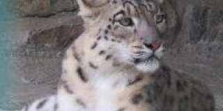International Snow Leopard Day