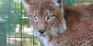 International Lynx Day