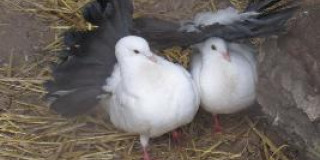 Animals that are the symbols of love