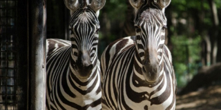 International Zebra Day