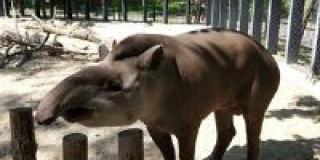 World Tapir Day