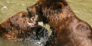 Birthday of brothers bears