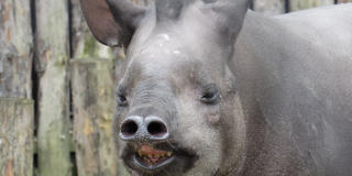 World Tapir Day