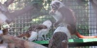 Reproduction of cotton-top tamarin